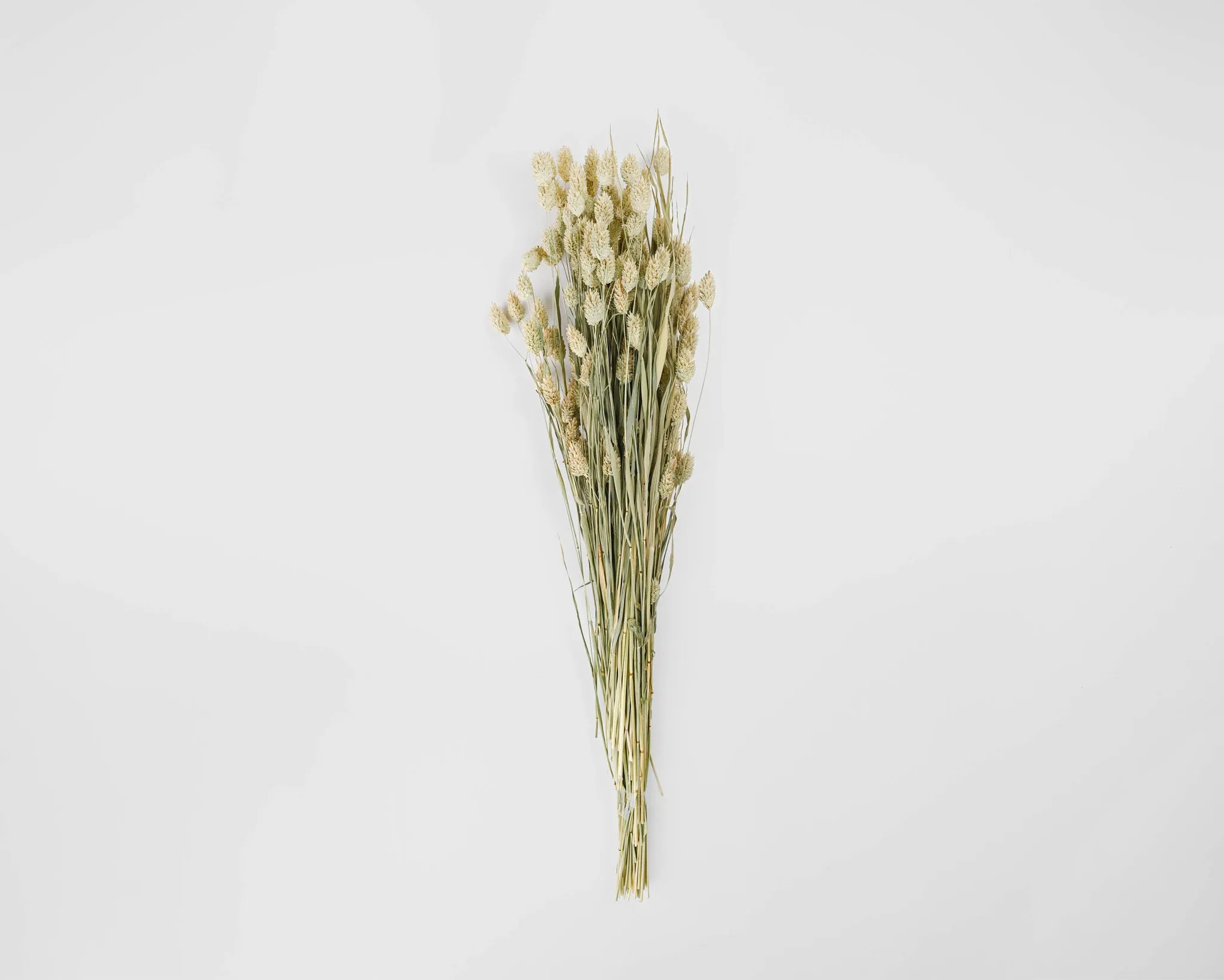 Dried Phalaris Grass